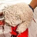 Maxshine Ultra-plush Microfiber Car Wash Mitt with Thumb 650GSM